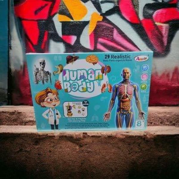 Realistic skeleton 🦴 human body  - Wholesale Toys & Return Gifts India