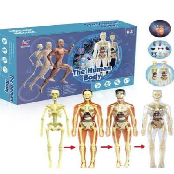 Human body non Annie  - Wholesale Toys & Return Gifts India